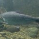 picture of Prochilodus nigricans