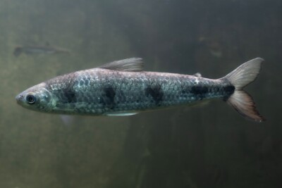 schizodon fascié Anostomidae