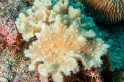 corail cuir lobé Alcyoniidae