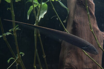 poisson-couteau Sternopygidae