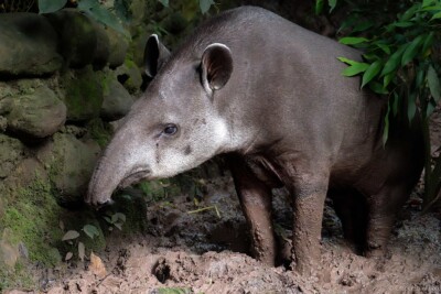 tapir du Brésil Tapiridae