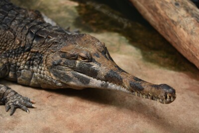 Espèce : Faux-gavial de Malaisie