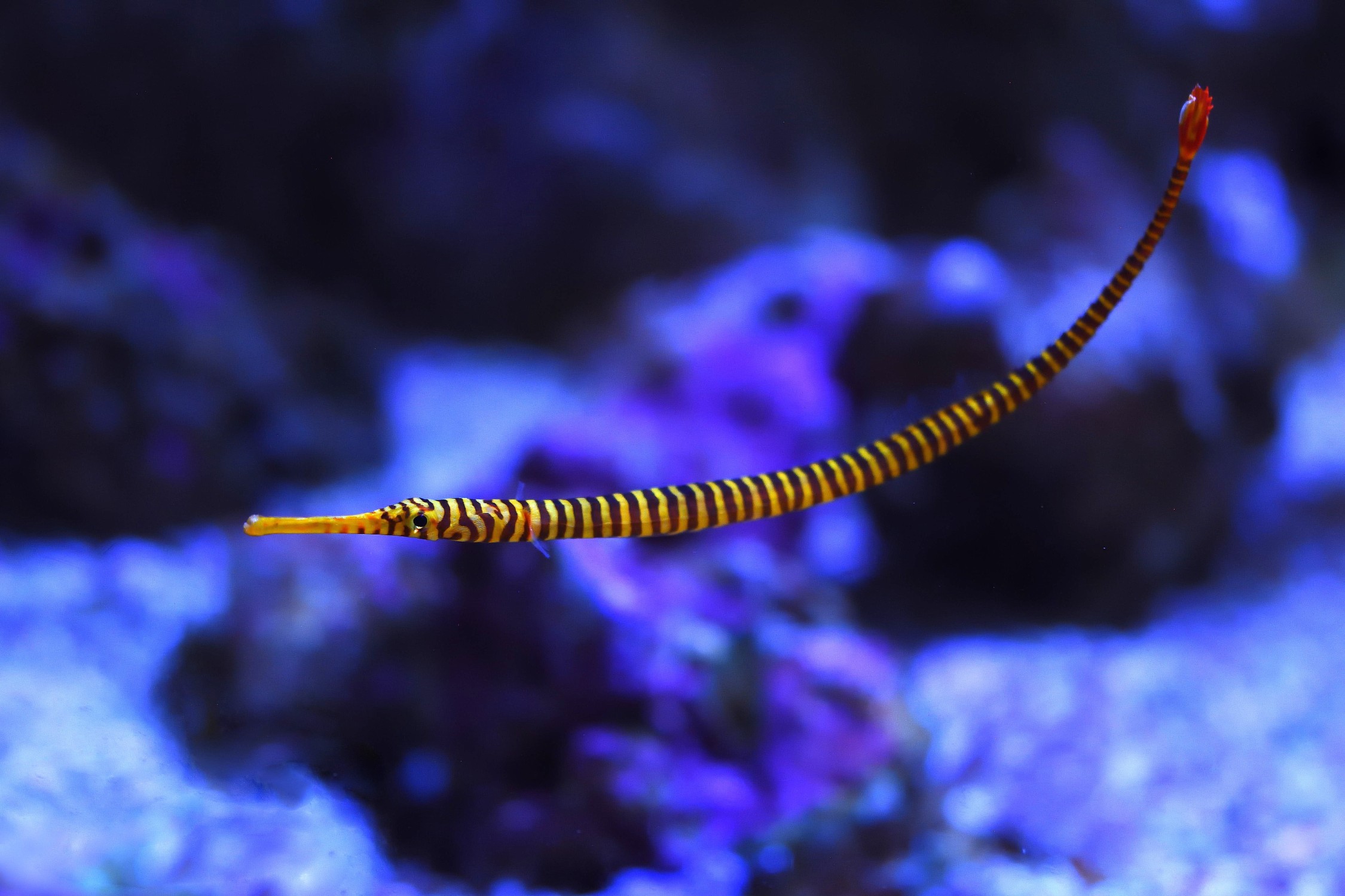 Dunckerocampus pessuliferus