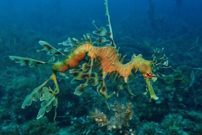 dragon de mer feuillu Syngnathidae