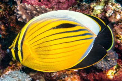 poisson-papillon côtelé de mer Rouge Chaetodontidae